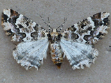 Oedicentra albipennis